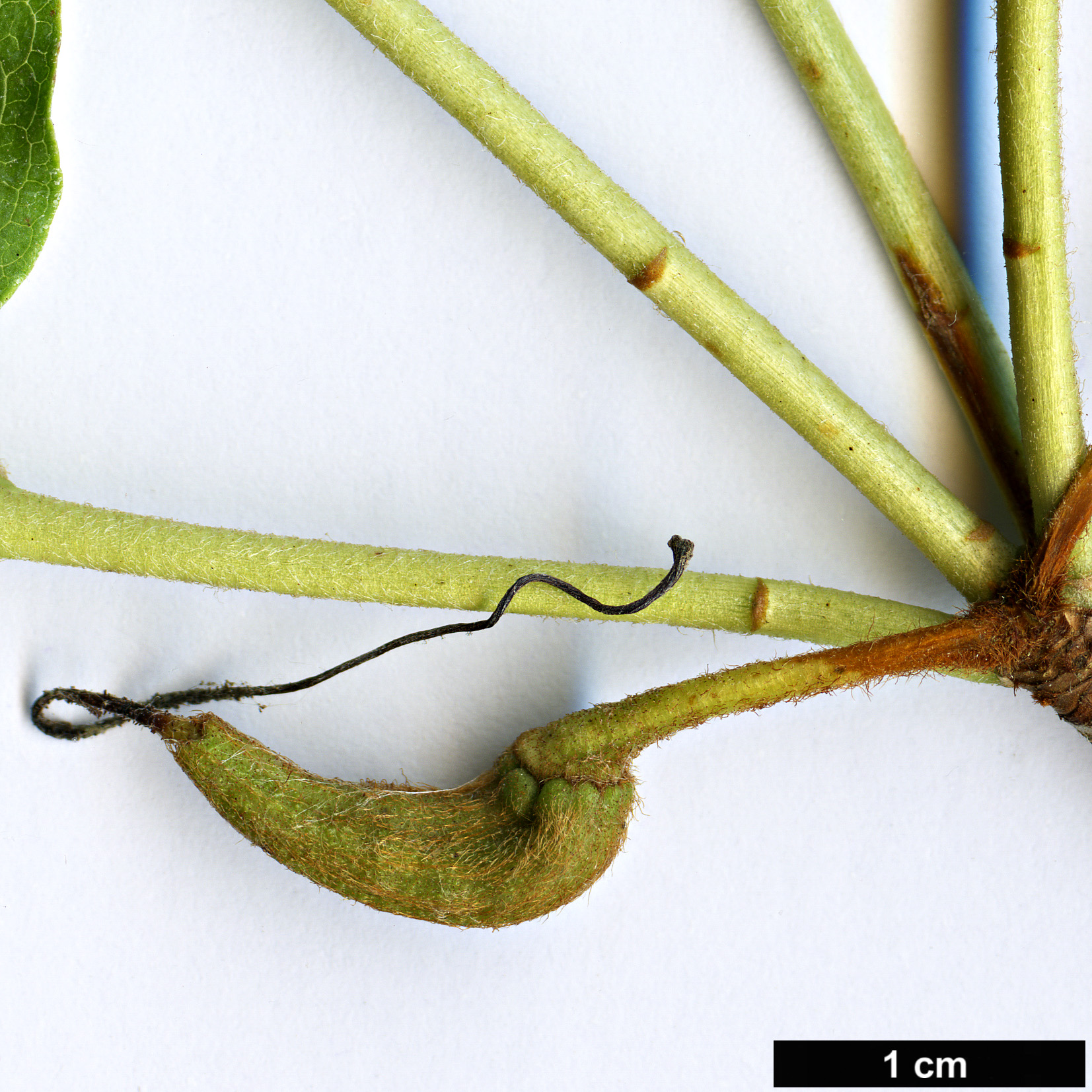 High resolution image: Family: Ericaceae - Genus: Rhododendron - Taxon: reticulatum